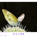 2012.12.07莿桐說了蒜。蒜花與蜂蝶 - 6