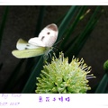 2012.12.07莿桐說了蒜。蒜花與蜂蝶 - 7