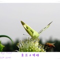 2012.12.07莿桐說了蒜。蒜花與蜂蝶 - 8