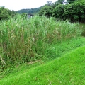 2025.07.18~07.20後山埤印象 - 47