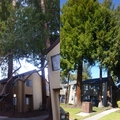 生活在 Santa Clara,CA 見聞偶感~ 社區在紅杉環抱中