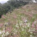 展抱登山活動集錦