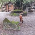 老同學返老還童健行動物園