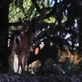 deer in neighborhood