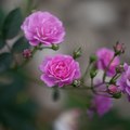 Roses - 7