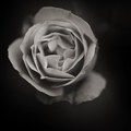 Roses - 8
