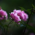 Roses - 10