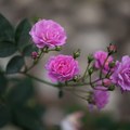 Roses - 11