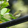 母叉尾太陽鳥