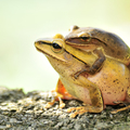 一對白頷樹蛙，雌蛙挺著大肚子揹著雄蛙，在池塘、花叢間跳上跳下，尋找合適的產卵地點，兩蛙同心協力用後腳踢打出一大團卵泡來。