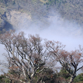 翠峰湖 山毛櫸