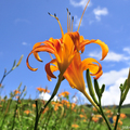 201209 參加聯合學苑林錫銘老師帶領的攝影輕旅遊，拍攝花蓮壯麗金針花山(六十石山)，花海燦爛、清麗嬌人。