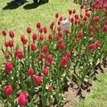 tulips-2017
