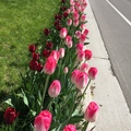 tulips-2017