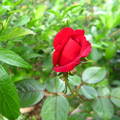 紅豔的玫瑰
多刺且多情
開在荊棘裡