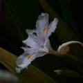 鳶尾花