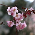 武陵賞櫻花