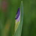 鳶尾花