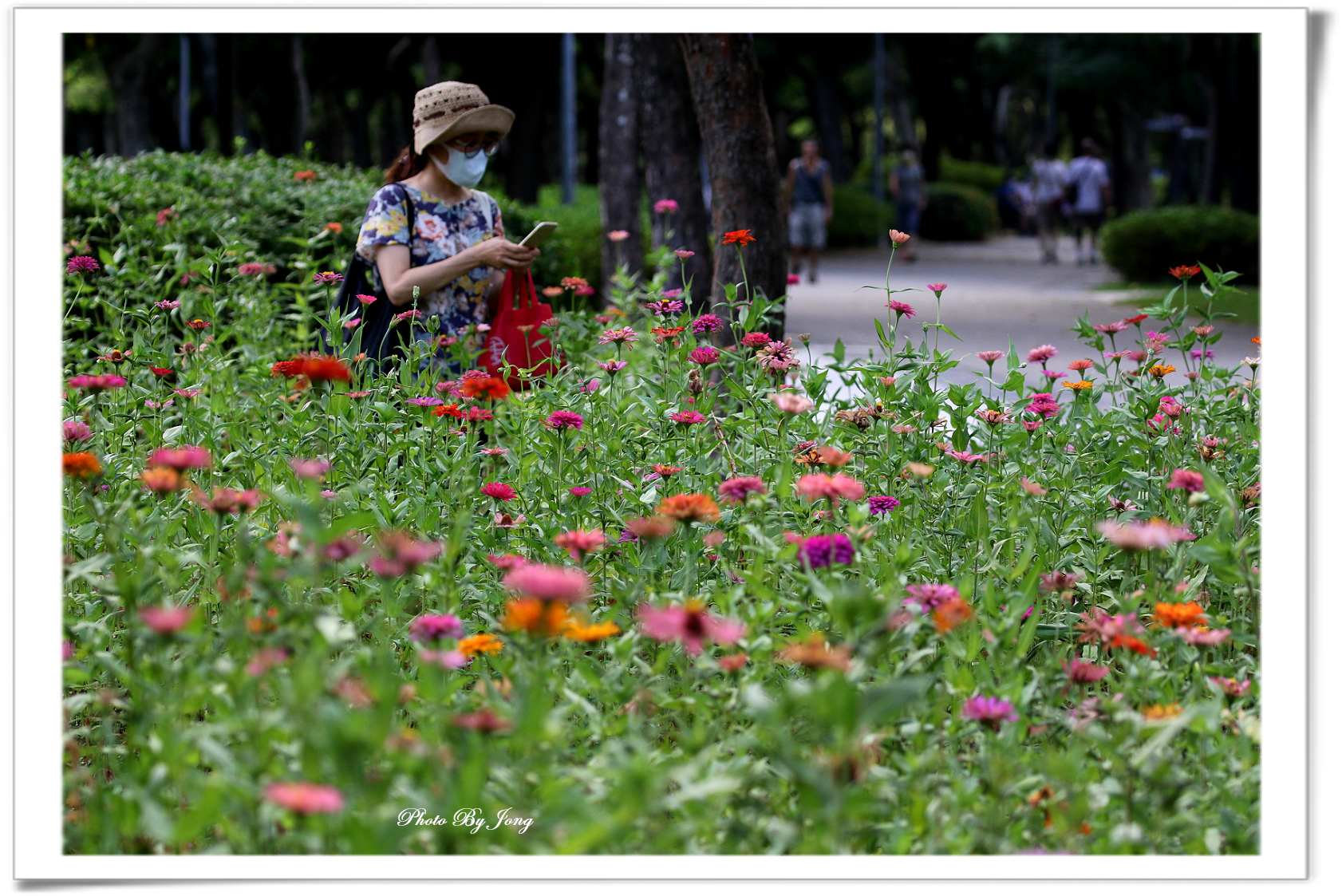 夏日炎炎百日菊 向日葵吸引蜂蝶鳥爭輝 Jong 的部落格 Udn部落格