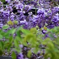食養山房:紫藤花