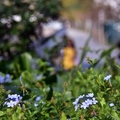 老街溪步道:藍雪