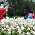 桃園觀音【白千層鐵炮百合花園】