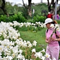 桃園觀音【白千層鐵炮百合花園】