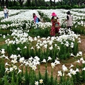 桃園觀音【白千層鐵炮百合花園】