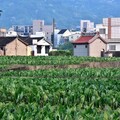 苗栗公館芋田