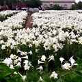 桃園觀音【白千層鐵炮百合花園】