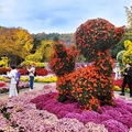 大邱樹木園:菊花節