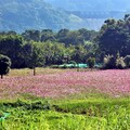 波斯菊花海