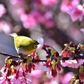 東湖櫻花林:綠繡眼