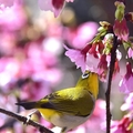 東湖櫻花林:綠繡眼