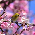 東湖櫻花林:綠繡眼