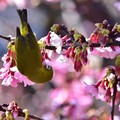 東湖櫻花林:綠繡眼