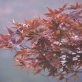 太平山莊紫葉槭