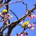 東湖櫻花林:綠繡眼