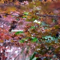 太平山莊紫葉槭