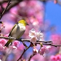 東湖櫻花林:綠繡眼