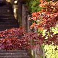 太平山莊紫葉槭