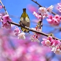 東湖櫻花林