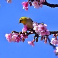 東湖櫻花林綠繡眼