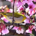 東湖櫻花林綠繡眼