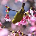 東湖櫻花林綠繡眼