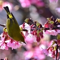 東湖櫻花林綠繡眼