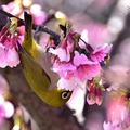 東湖櫻花林綠繡眼