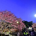 2024樂活公園夜櫻季