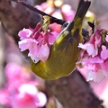 東湖櫻花林綠繡眼