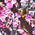 東湖櫻花林綠繡眼